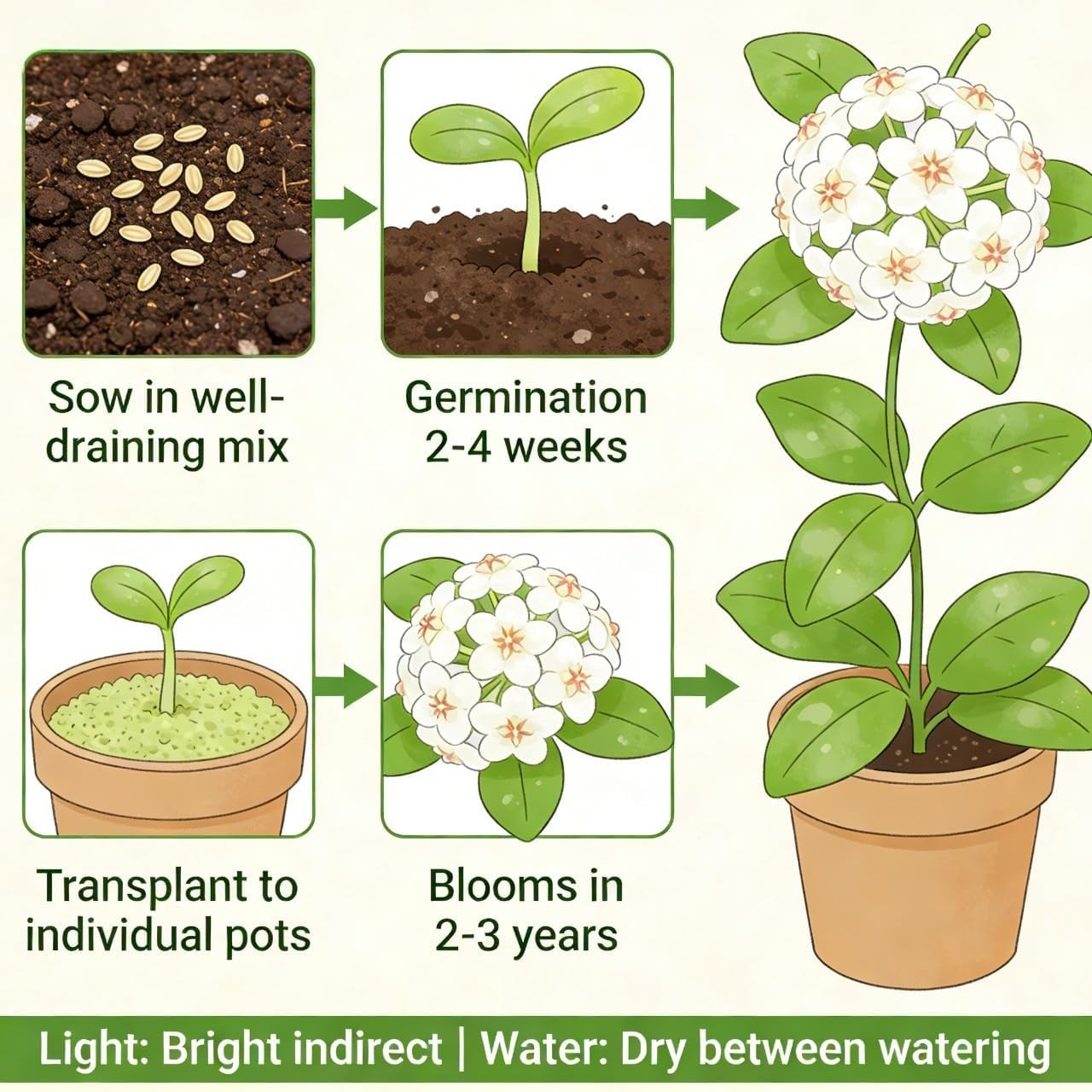 300+ Mixed Hoya Seeds for Planting, Wax Plant Fragrant Trailing Perennial, Non-G