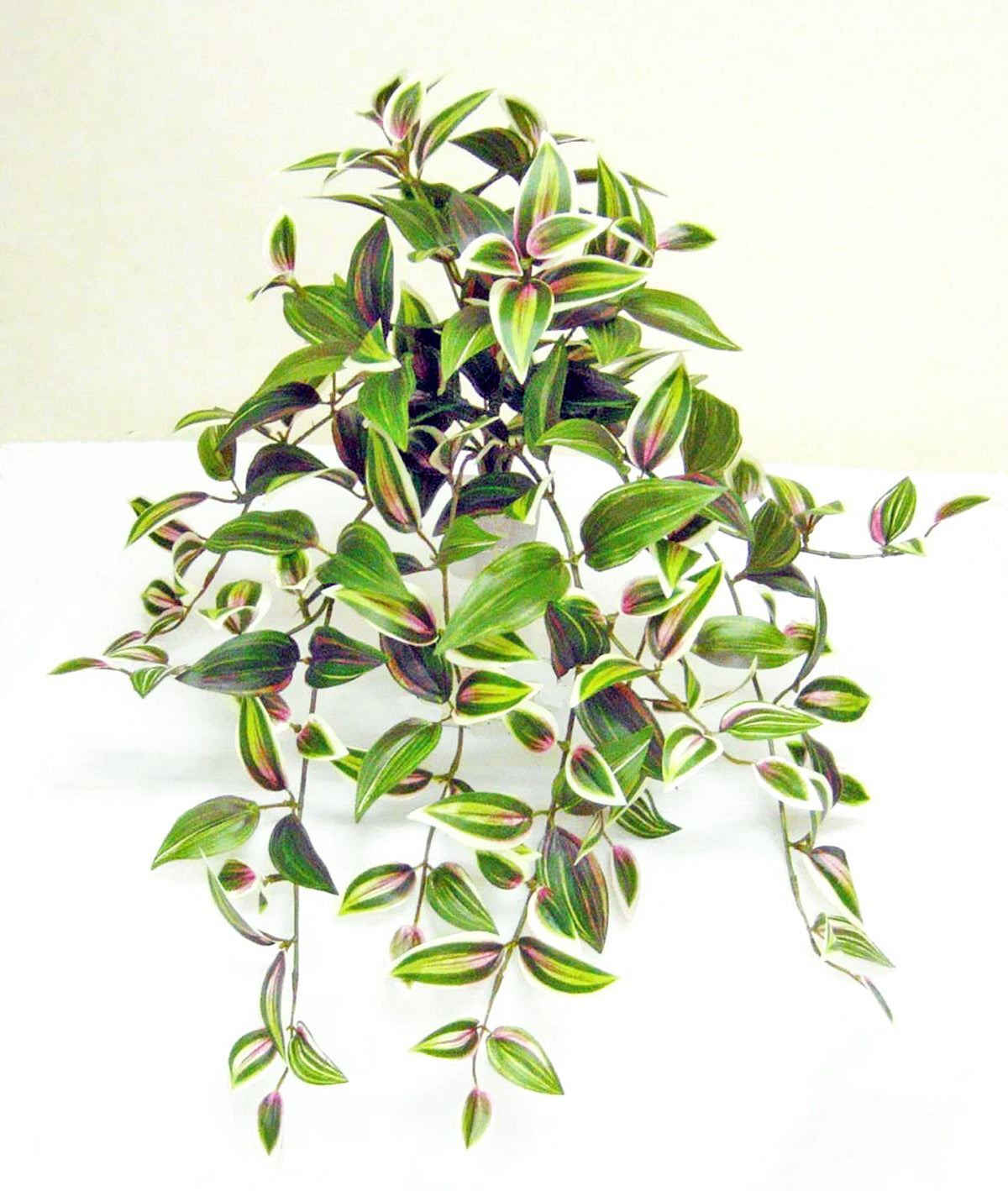 Greenery Hanging bush, Wandering Jew, 23″H, 12 stems, 183 leaves