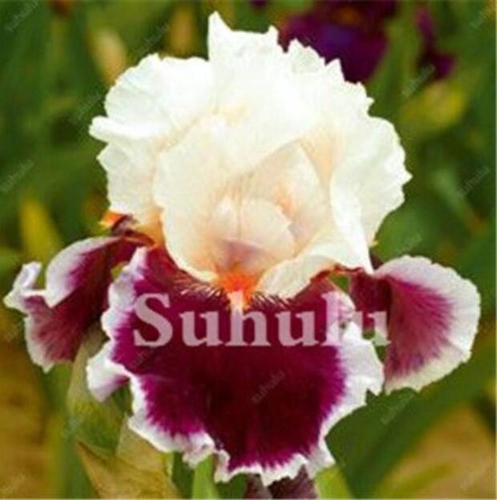 (10) IRIS SEEDS rare exotic flower home blossom garden plant USA SELLER W/TRACK