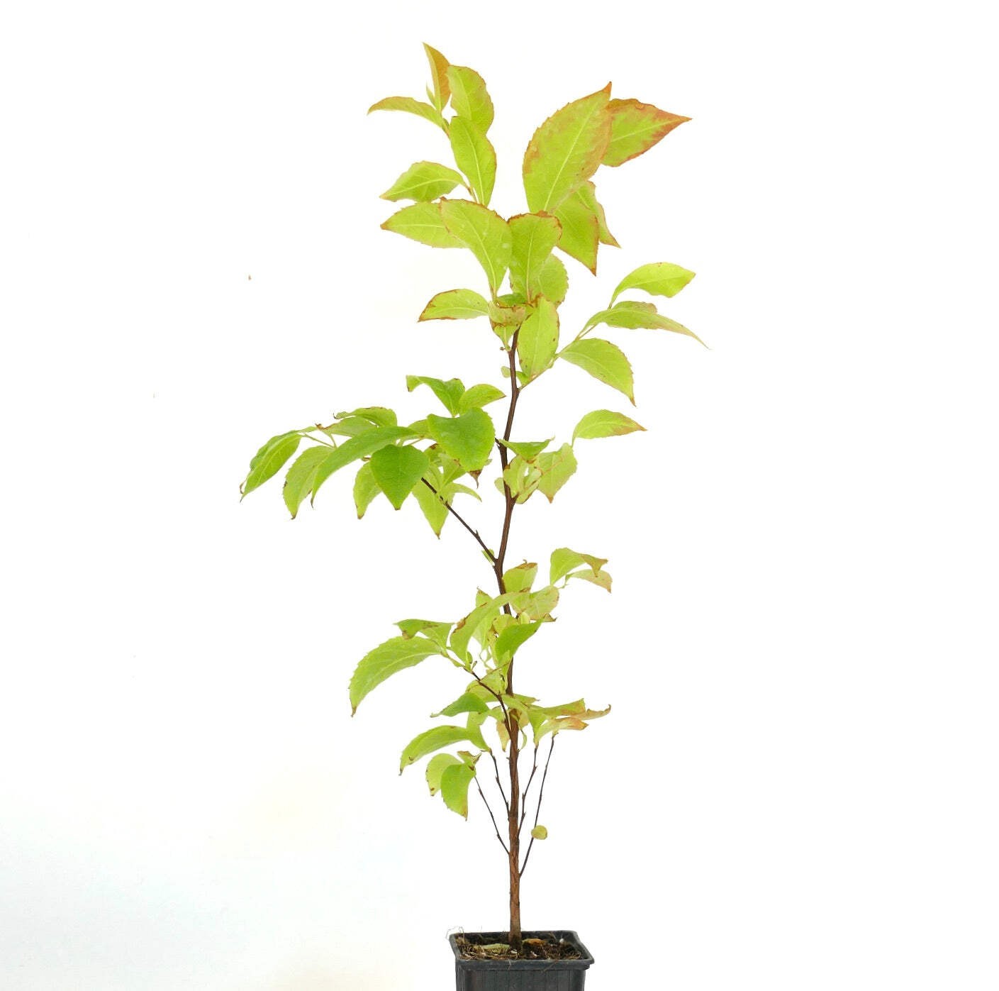 Stewartia rostrata – Beaked stewartia | Stewartia