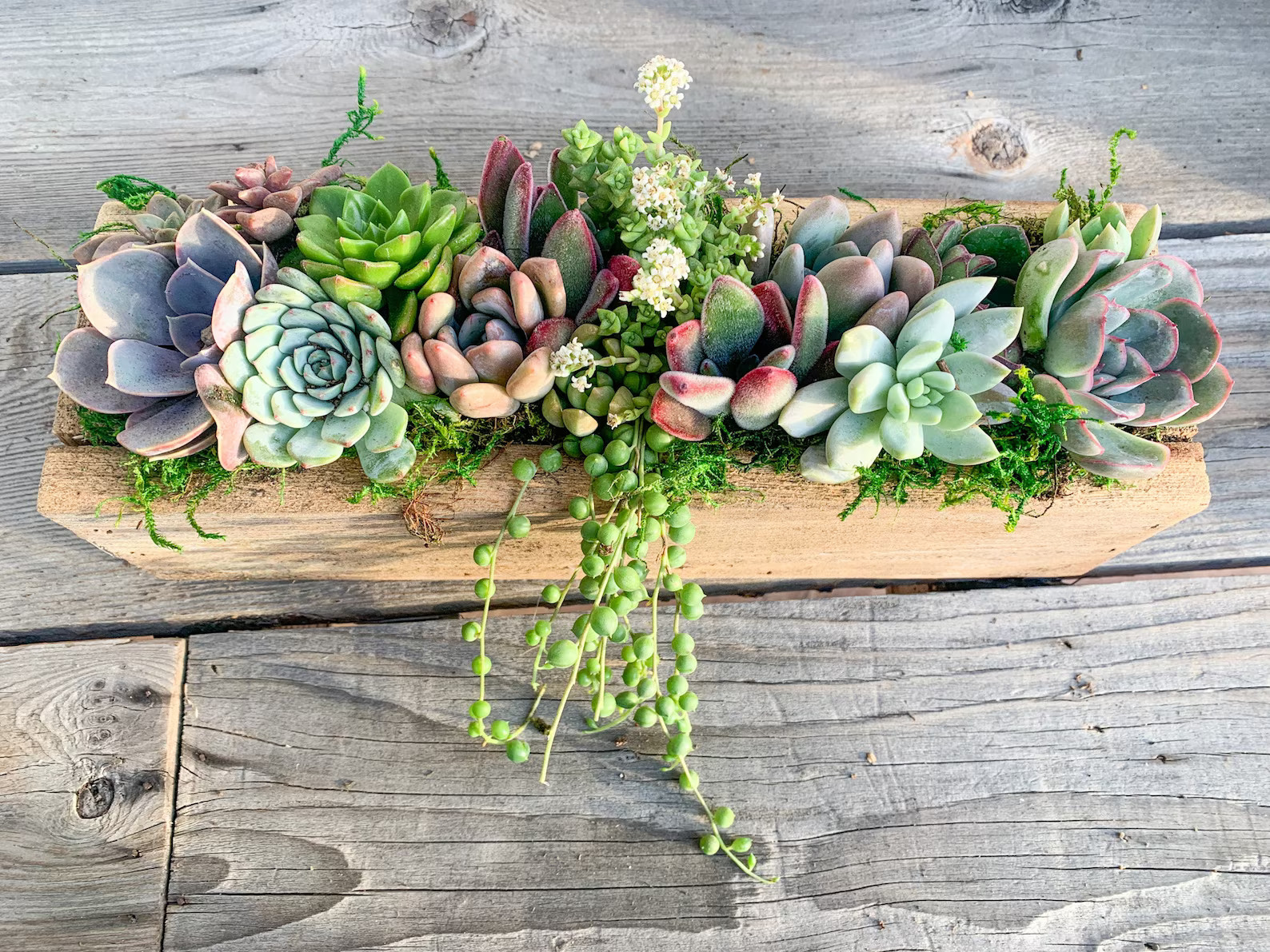 Live Succulent Arrangement Planter, Real Succulents, Centerpiece, Sympathy Gift