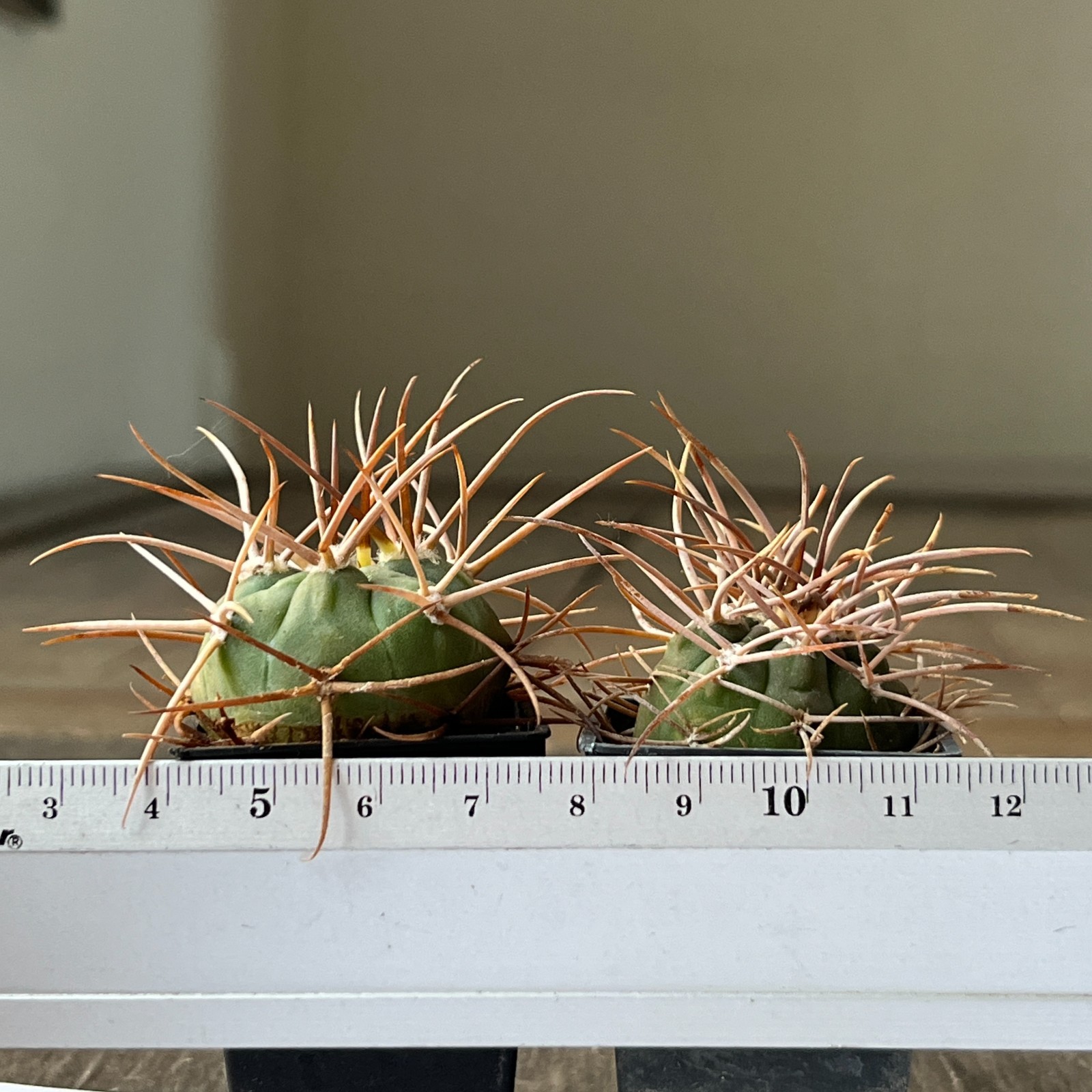 A50-899 Gymnocalycium polycephalum, own root seedlings, 2 pieces