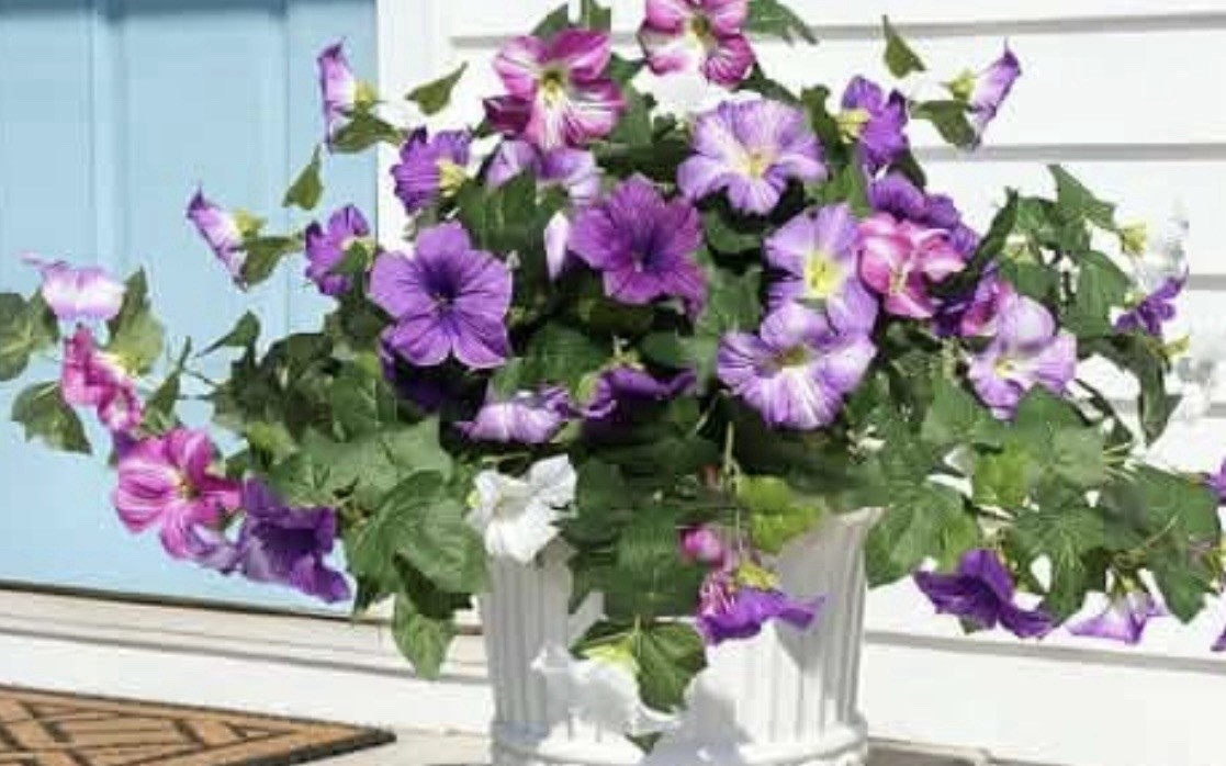 Fresh Petunia Floral Arrangement Centerpiece in Planter Purple yellow Green .