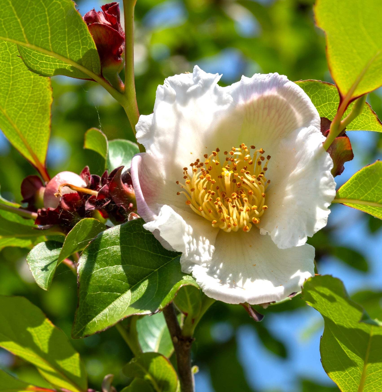 Stewartia rostrata – Beaked stewartia | Stewartia