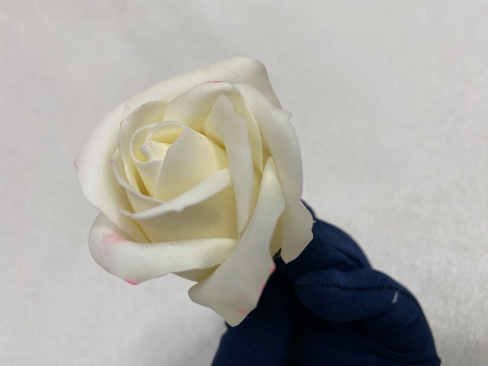 wax roses décor gifts pink baby-rose violet white yellow golden silver red