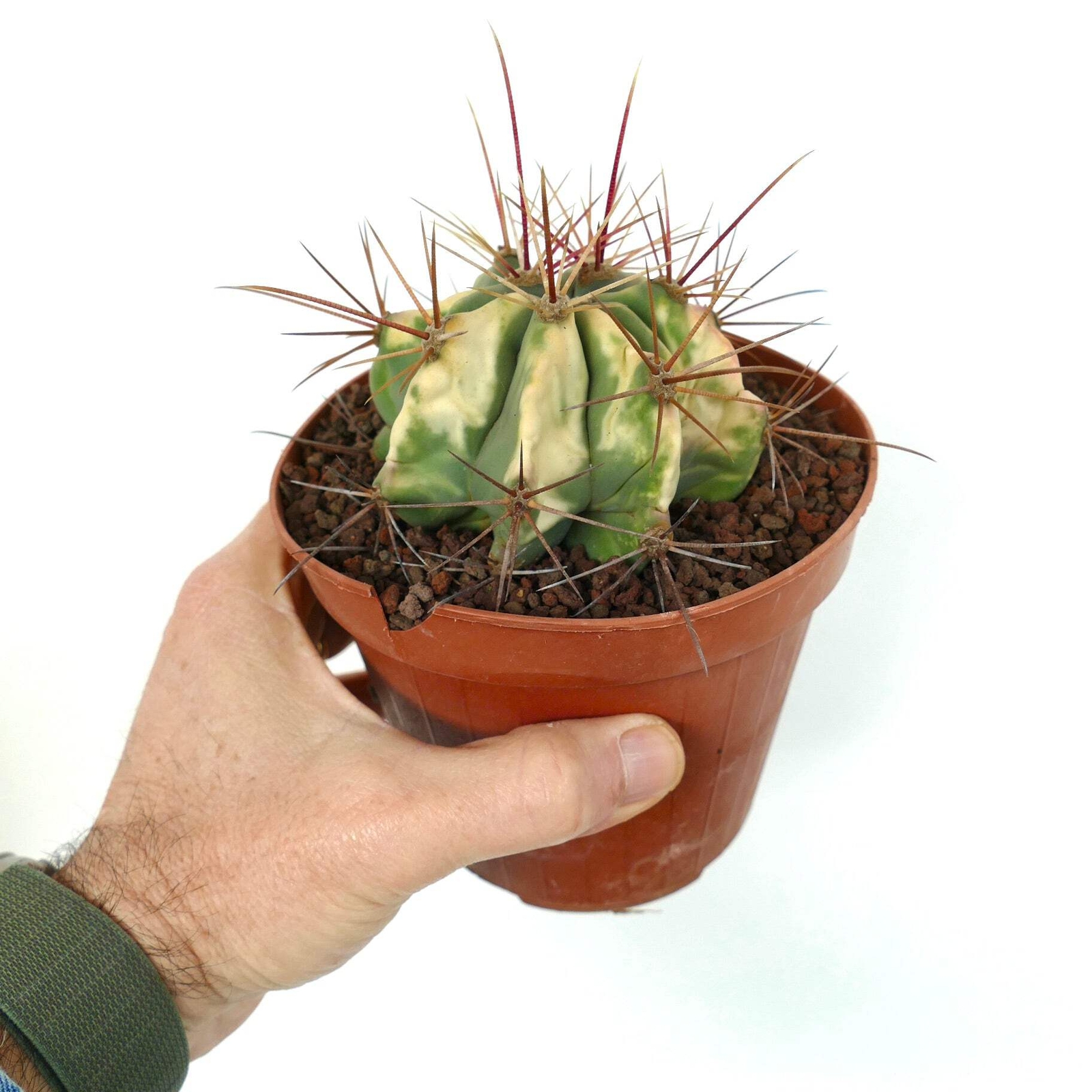 Ferocactus longispinus VARIEGATED – Long-Spined Barrel Cactus | Long-Spined Fire
