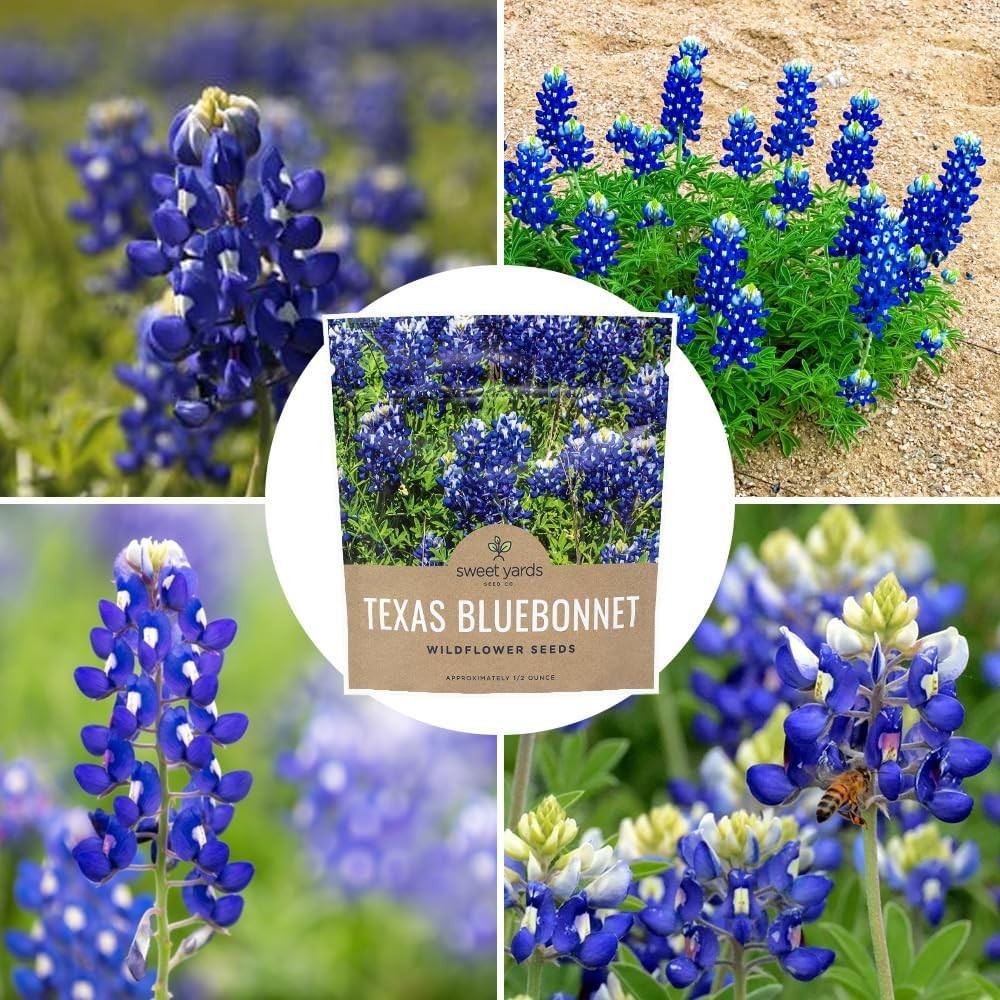 Texas Bluebonnet Wildflower Seeds – 1/2 Ounce Bulk Packet, 500+ Seeds
