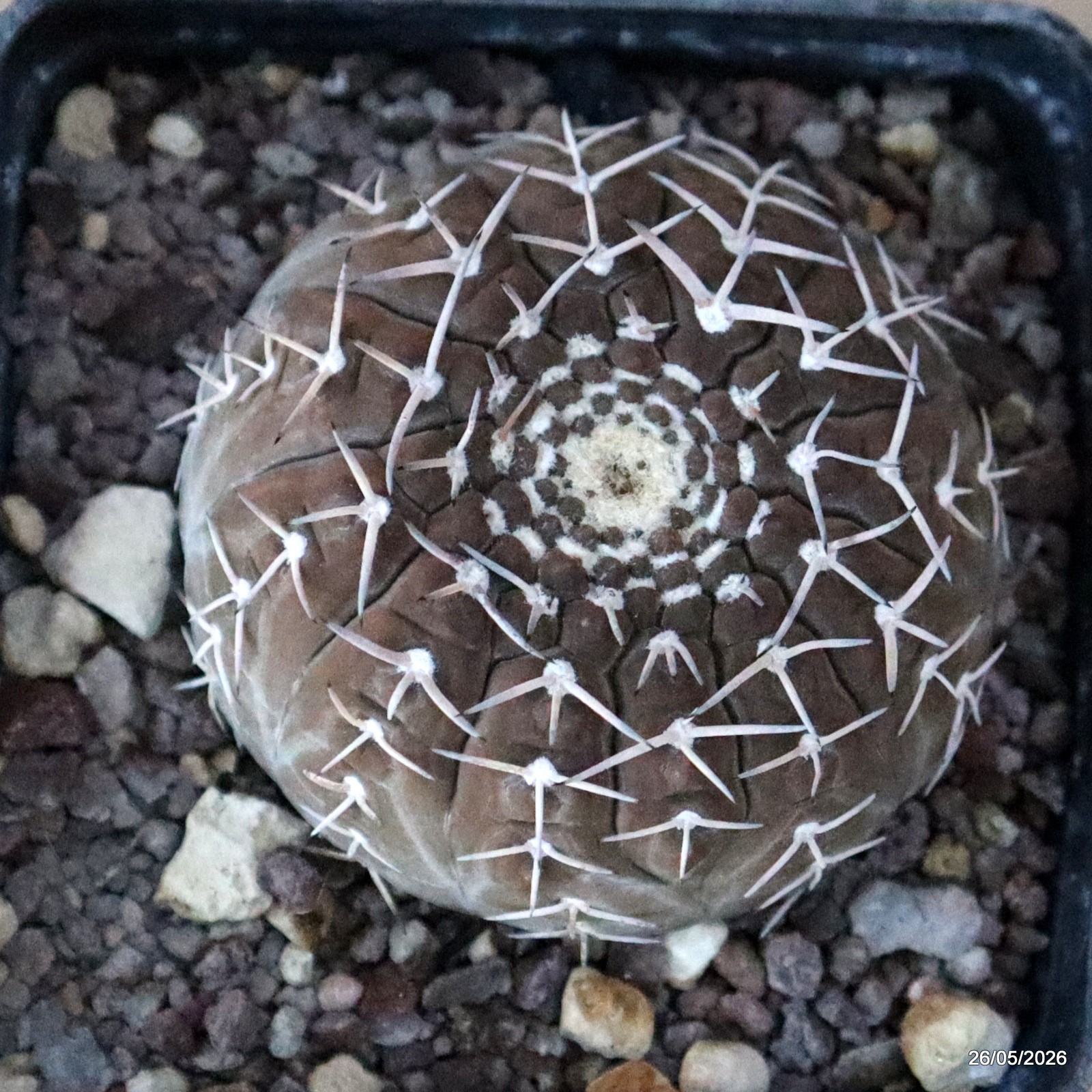 D5689 GYMNOCALYCIUM STELLATUM pot10-H5-W7,5 cm MaMa Cactus