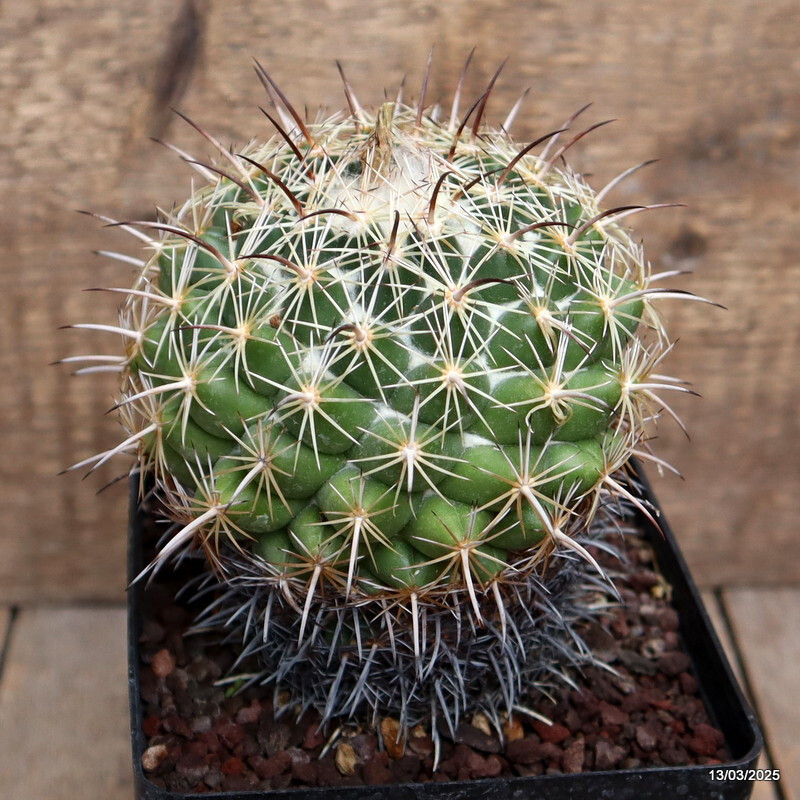 A2599 CORYPHANTHA CORNIFERA pot12-H14-W11 cm MaMa Cactus