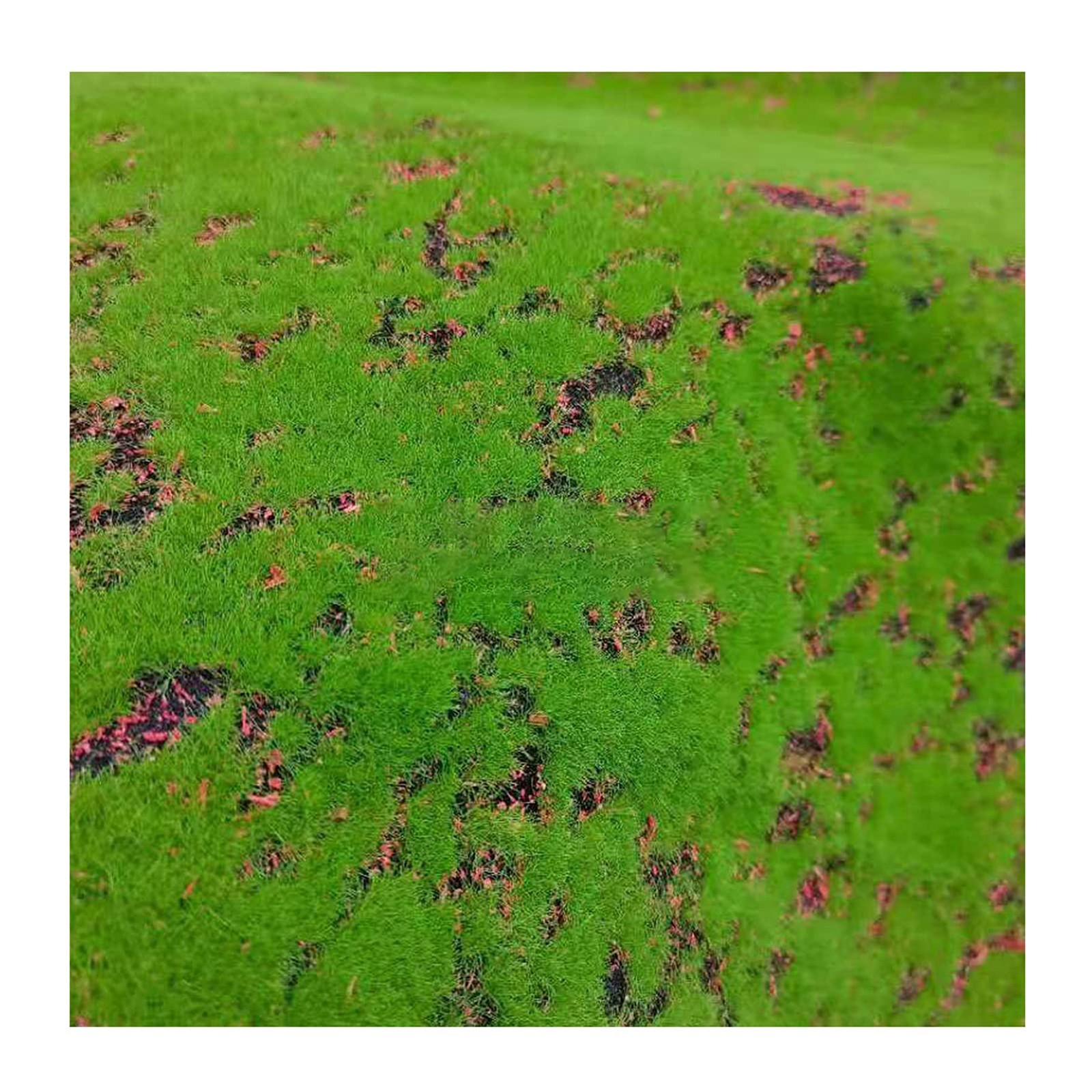 Maxmartt Fake Moss for Crafts 39″ x 39″ Faux Moss Mat for Plants Indoor Green…