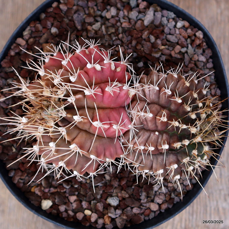 A7123 GYMNOCALYCIUM MIHANOVICHII MULTICOLOR pot14-H8-W12 cm MaMa cactus