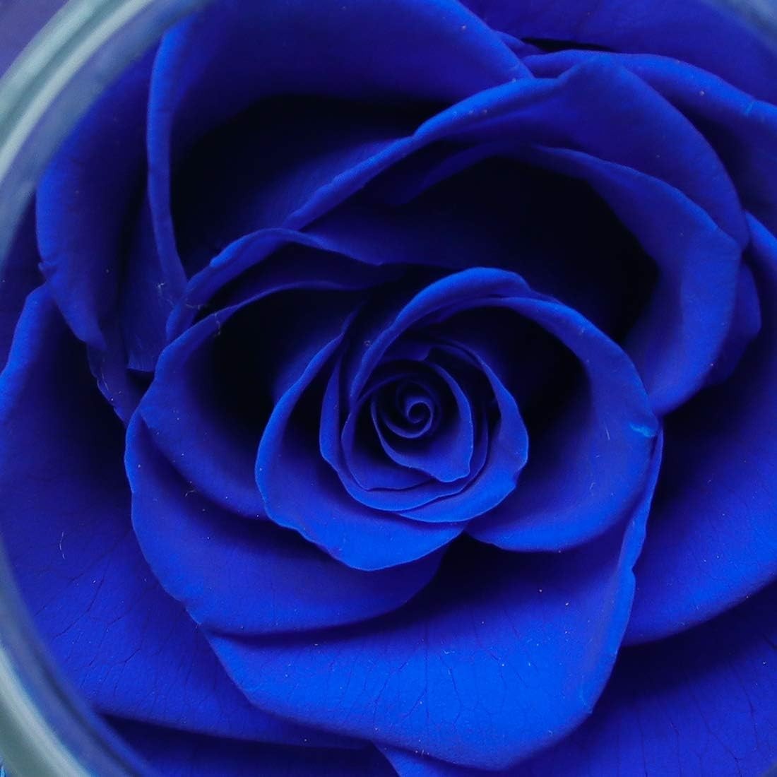 Blue Preserved Rose with LED Light, Glass Bottle