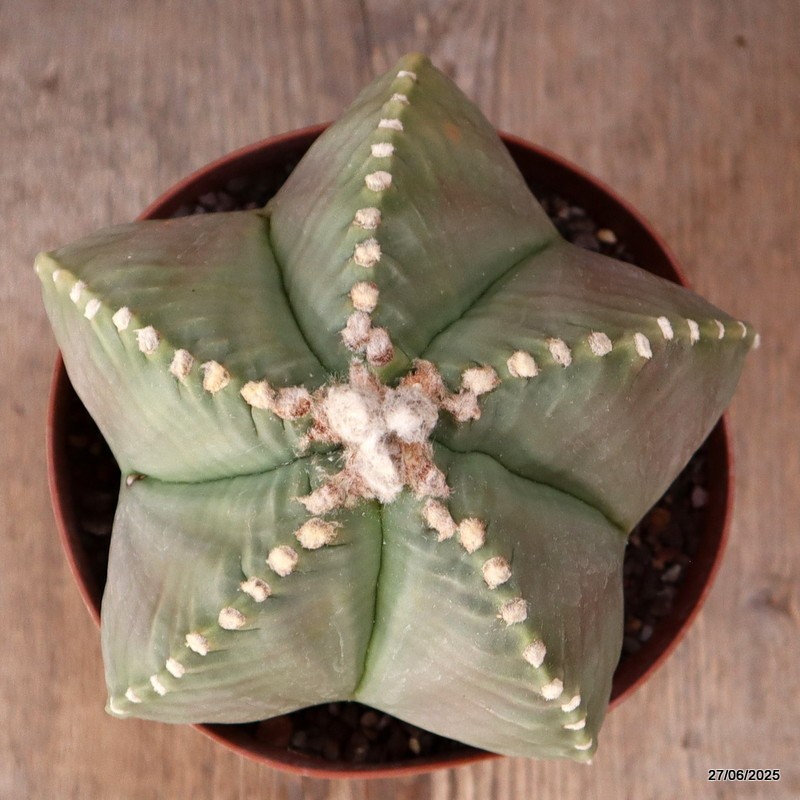 D4919 ASTROPHYTUM MYRIOSTIGMA KIKKO NUDUM pot14-H11-W15 cm MaMa Cactus