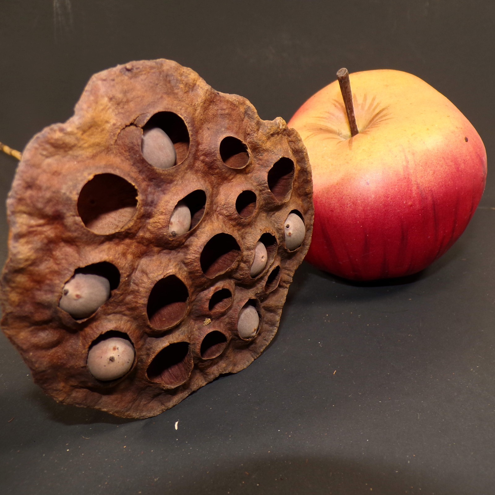 Lotus Seed Pods Lot of 3 Dried for Crafts and Decor 16″L