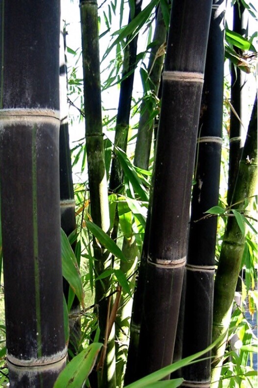 100 BLACK Bamboo Seeds – Phyllostachys nigra – Hardy Rare Plant