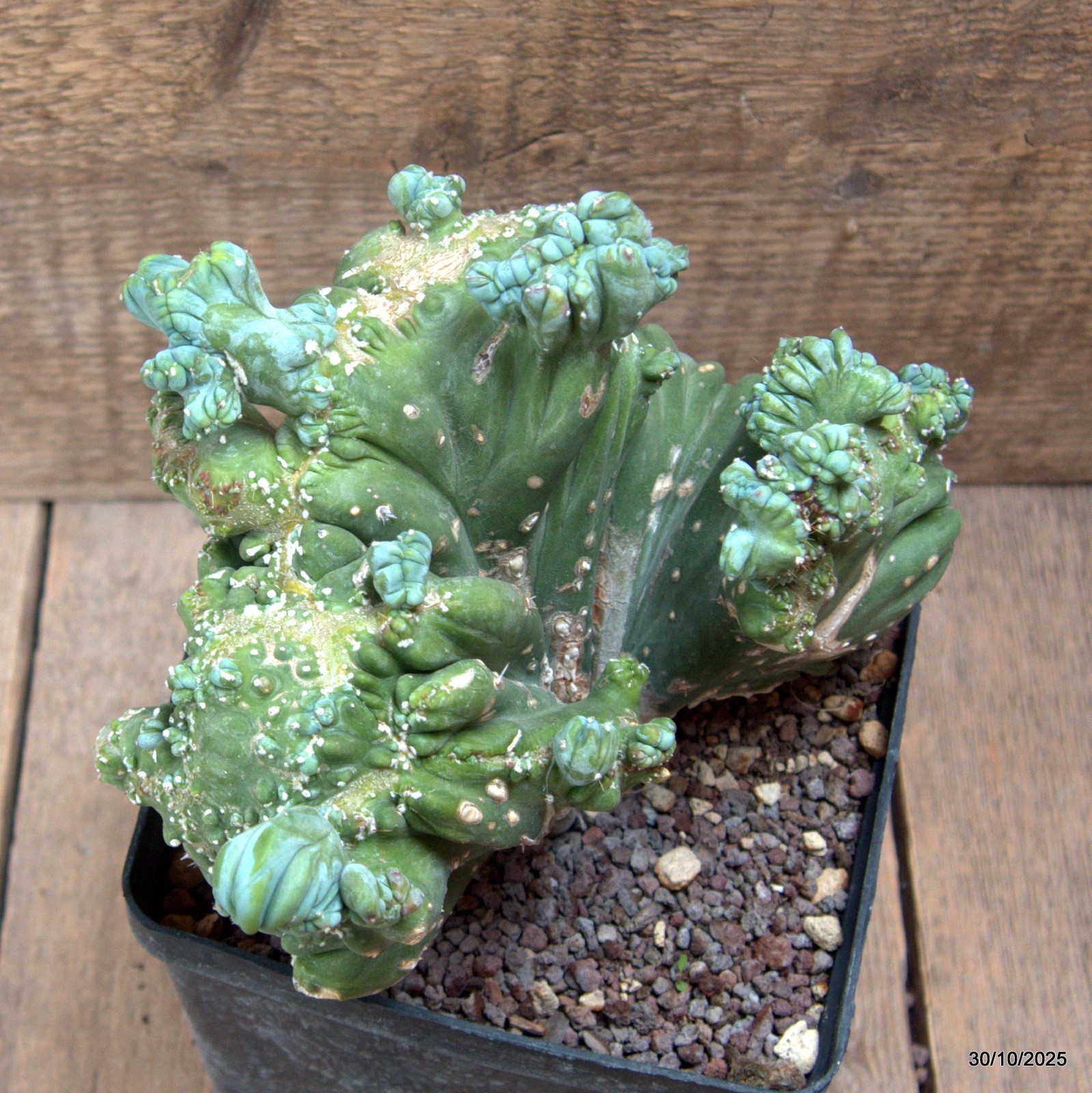 D7238 MYRTILLOCACTUS GEOMETRIZANS CRESTED pot14-H17-W19 cm MaMa Cactus