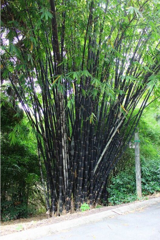 100 BLACK Bamboo Seeds – Phyllostachys nigra – Hardy Rare Plant