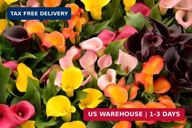 Mix Calla Lily Seeds, 150+ Pcs Mixed Color Perennial Zantedeschia Flower for Con