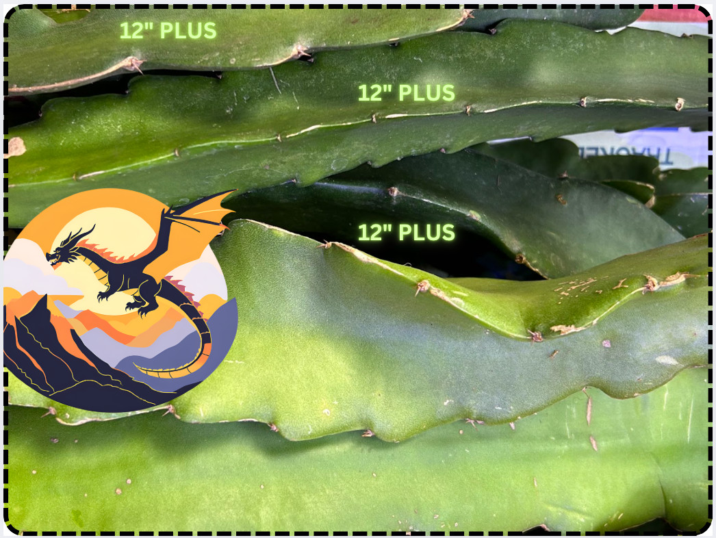 Asunta 3 Dragon Fruit 12″+ STARTER PLANT Cutting
