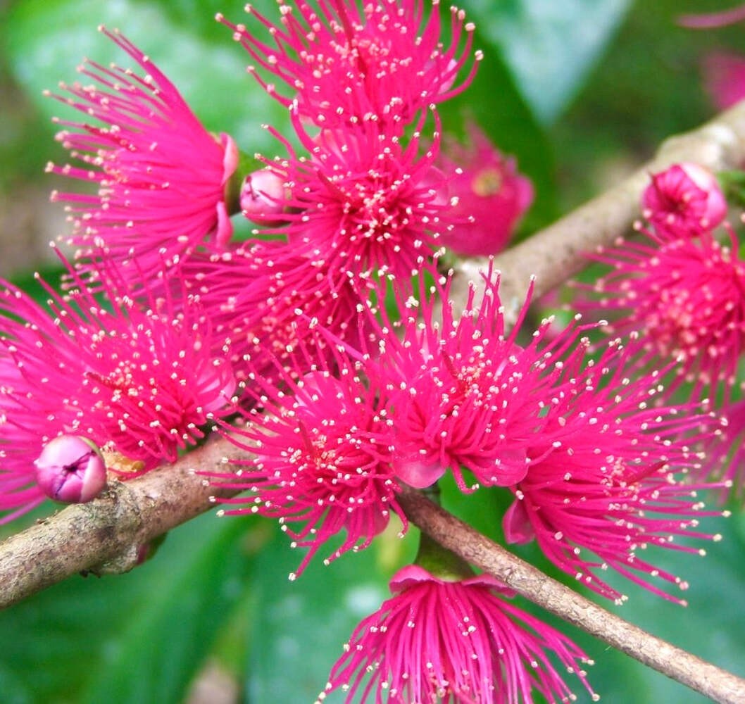 Syzygium malaccense – Malay Apple | Mountain Apple