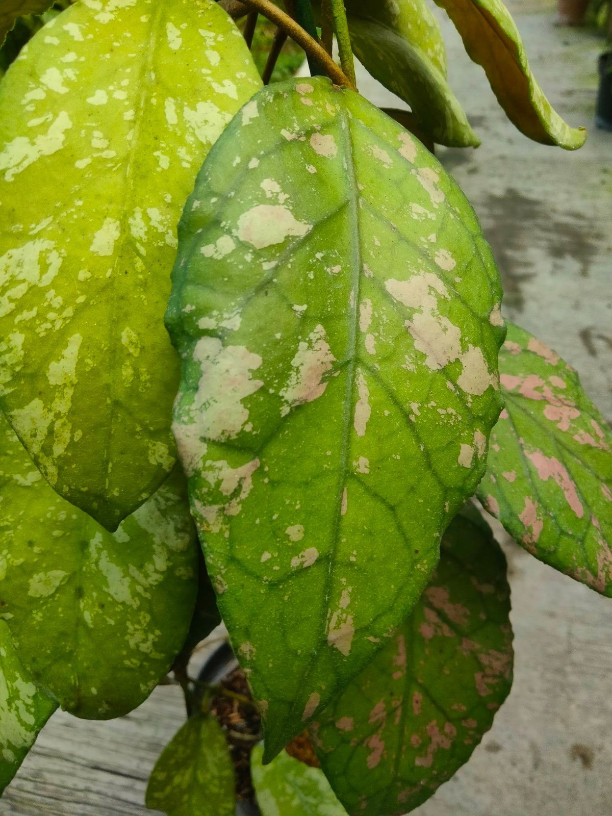 Hoya Sp Aceh Spilled Rice Splash ‘Bur Perlak’