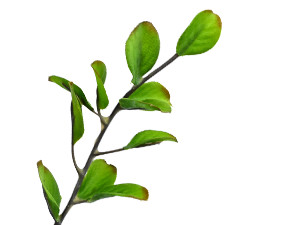 4PCS Artificial Ficus Branches for Vase, Faux Greenery Stems for Vase Filler,