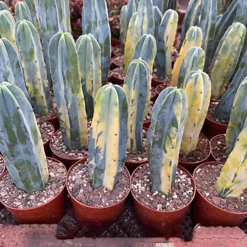 Myrtillocactus Geometrizans Cactus Succulent Plants Variegated Plants USA
