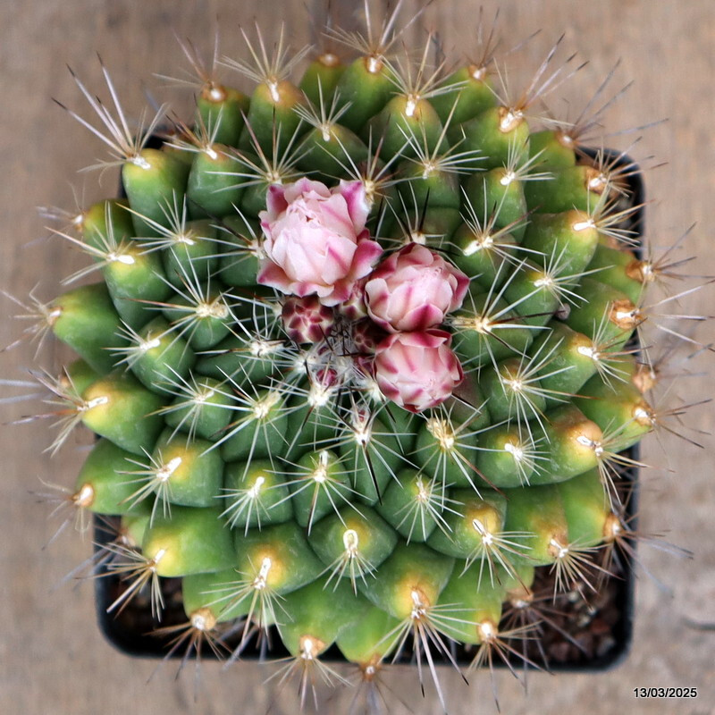 A7622 THELOCACTUS CONOTHELOS pot 12 cm H 11 cm W 11 cm MaMa Cactus