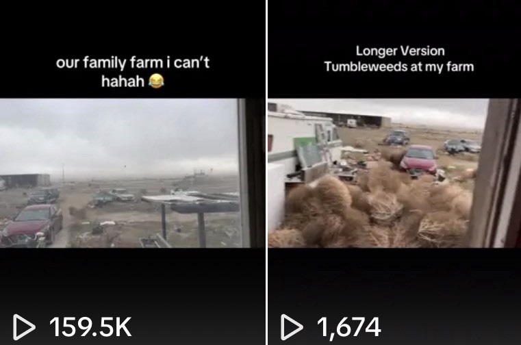 5 hand picked Tumbleweeds small to large 10”-35” Real TUMBLEWEEDS Nevada USA