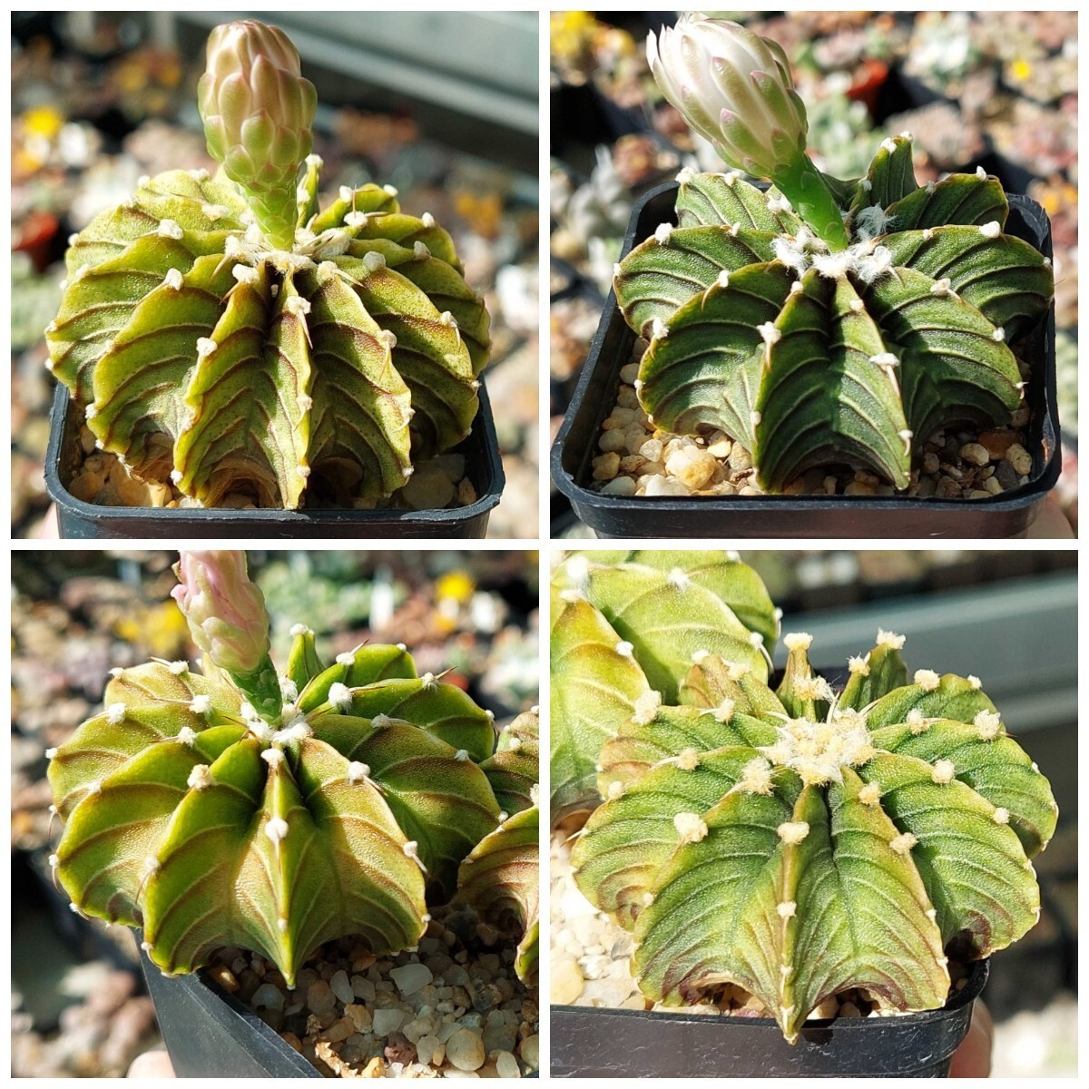 Gymnocalycium friedrichii LB 2178 15seeds harvest 2024