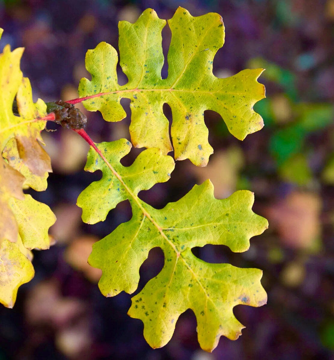 Quercus garryana (Vancouver island) 80-100cm | Oregon white oak | Garry oak – Or