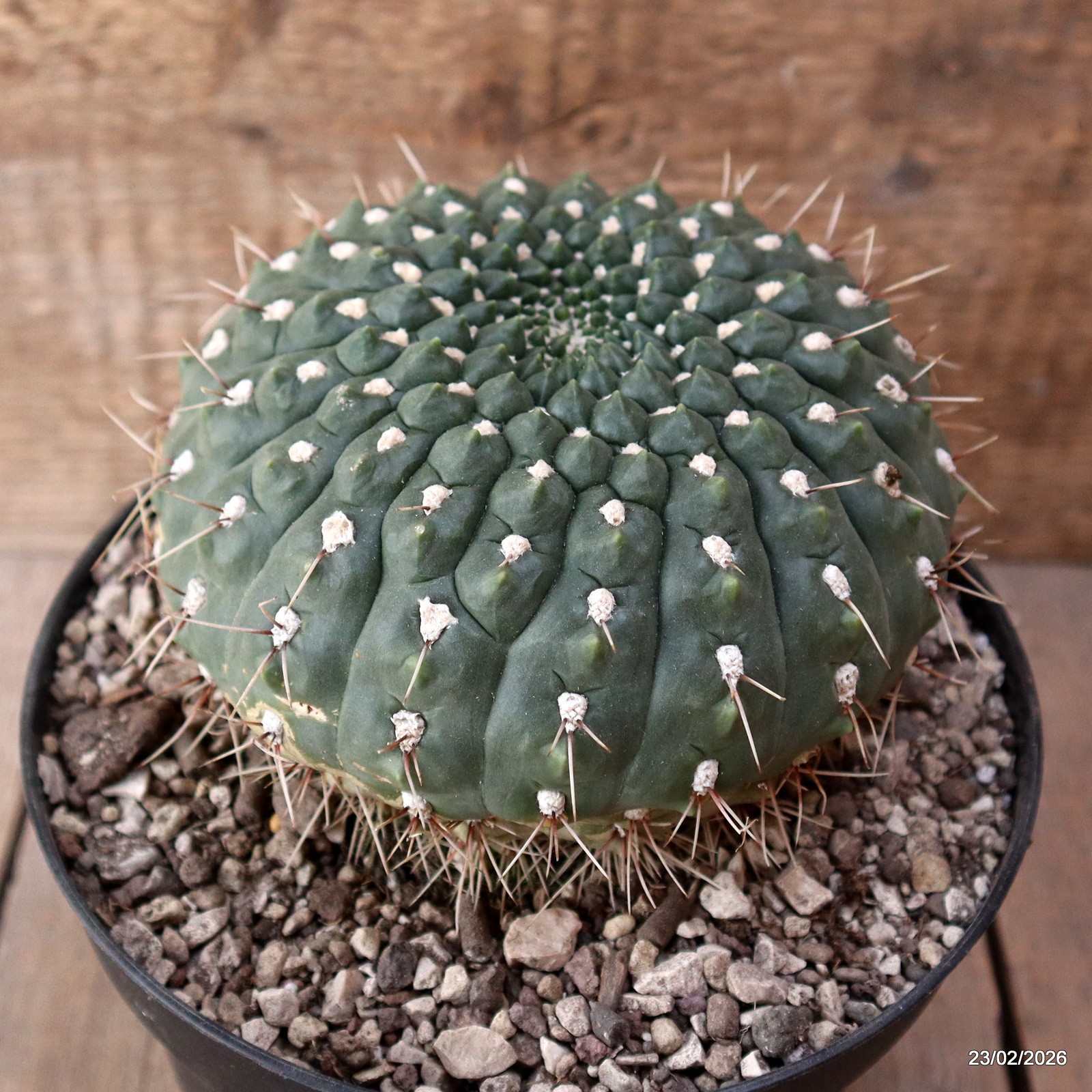 D7865 GYMNOCALYCIUM VIEDTZIANUM pot18-H11-W14 cm MaMa Cactus