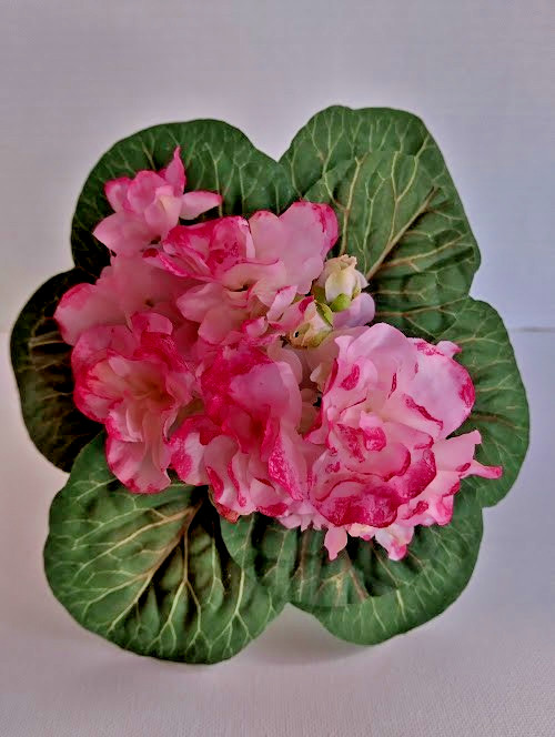 8″ ARTIFICIAL Semi-Miniature African Violet – no pot.