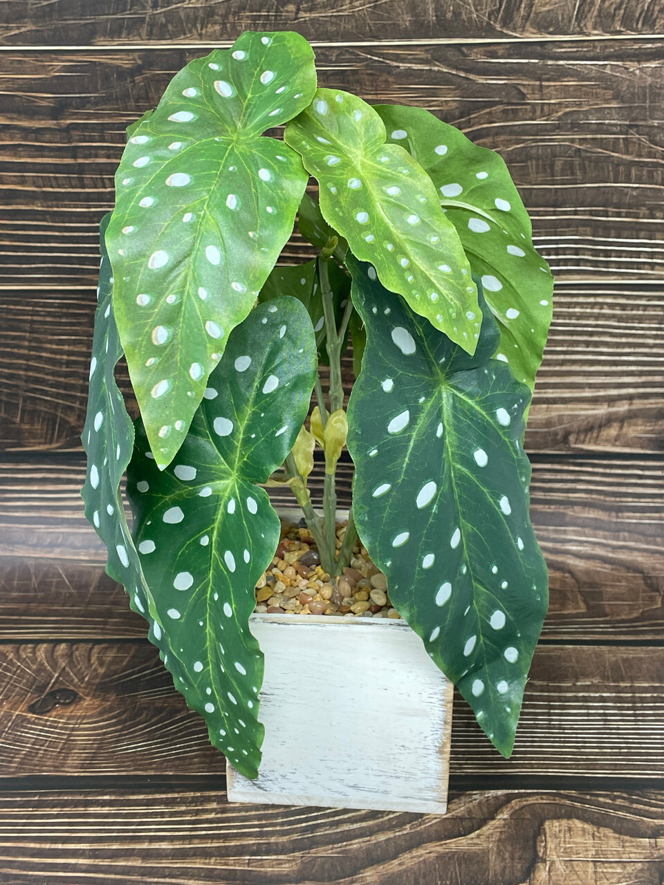 13″ Potted faux Angel Wing Spotted Begonia silk plant in White wood box – Home D