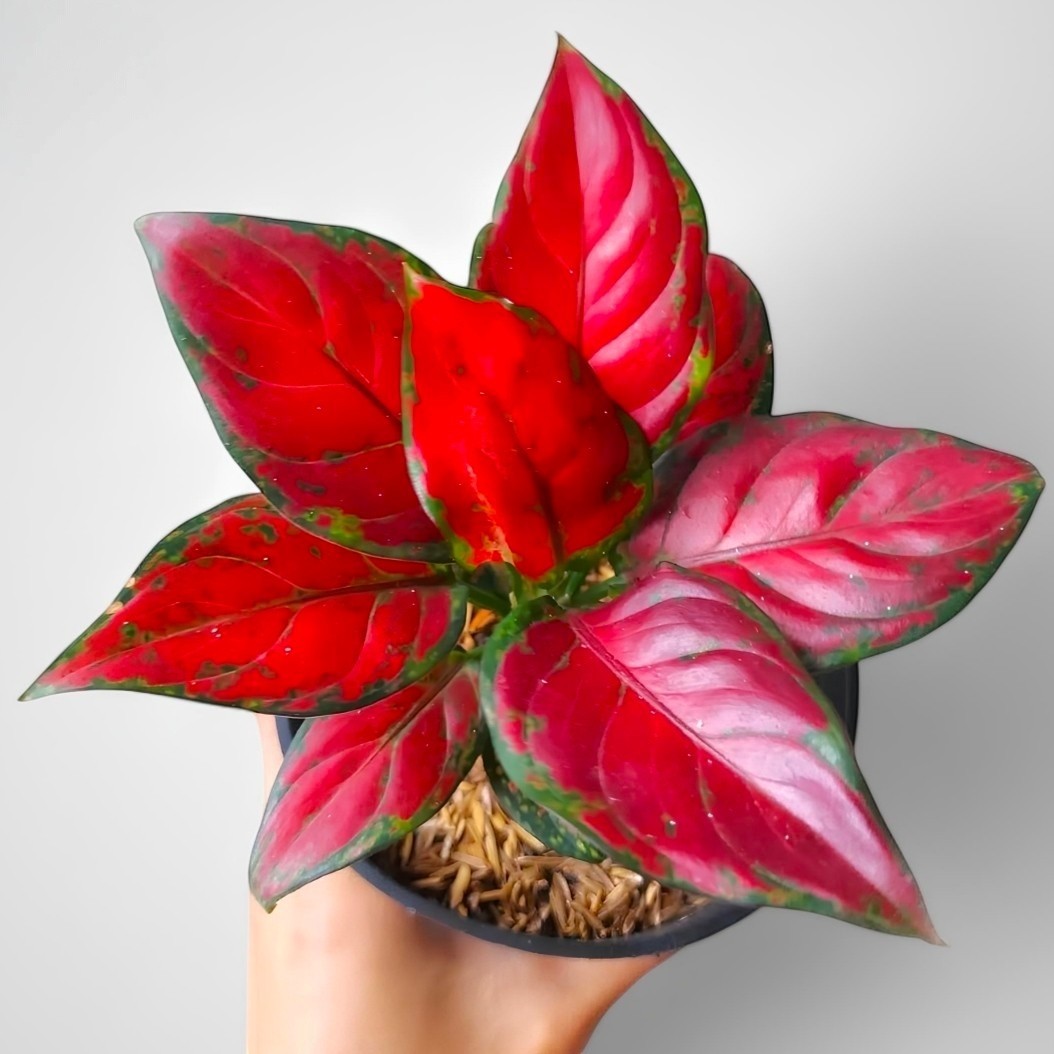 Aglaonema black maroon unique plant tropical house