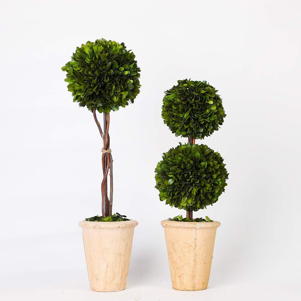 Real Preserved Yellow Evergreen Potted Tree Globe Tree Basin Territory Flower Po