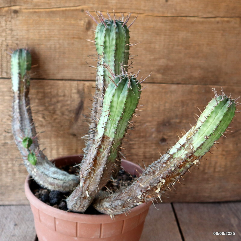 D4488 EUPHORBIA FEROX pot20-H27-W42 cm MaMa Cactus