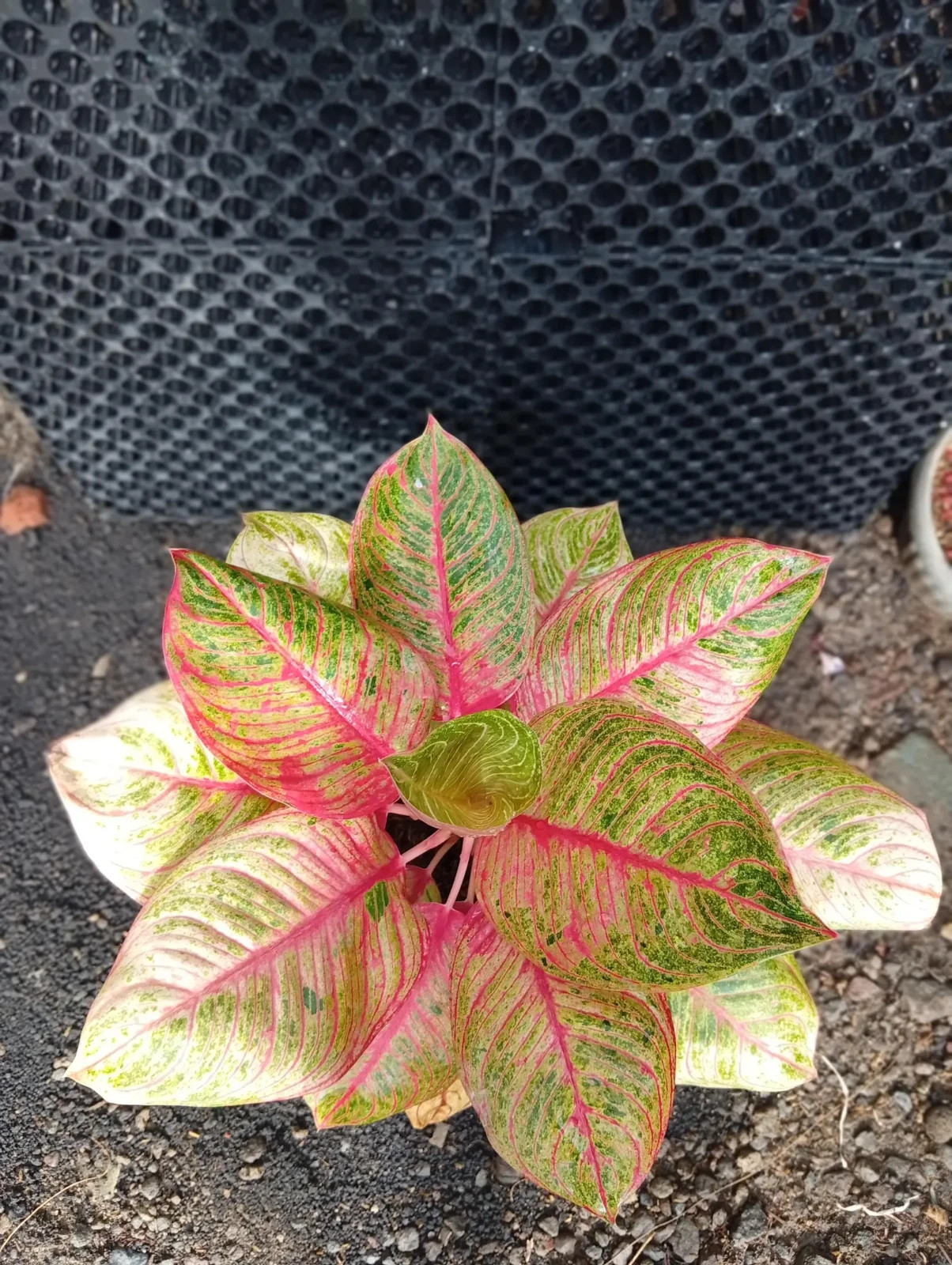 Real Picture Aglaonema Hughes Lush Leaves Medium Size