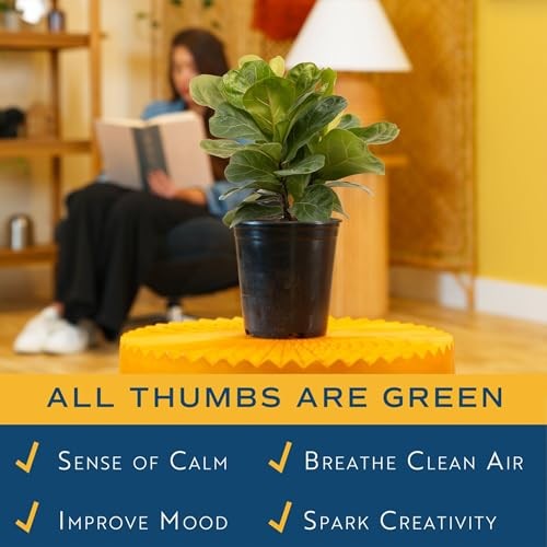 Little Fiddle Leaf Fig, Live Indoor Ficus Lyrata Plant in Nursery Plant Pot,
