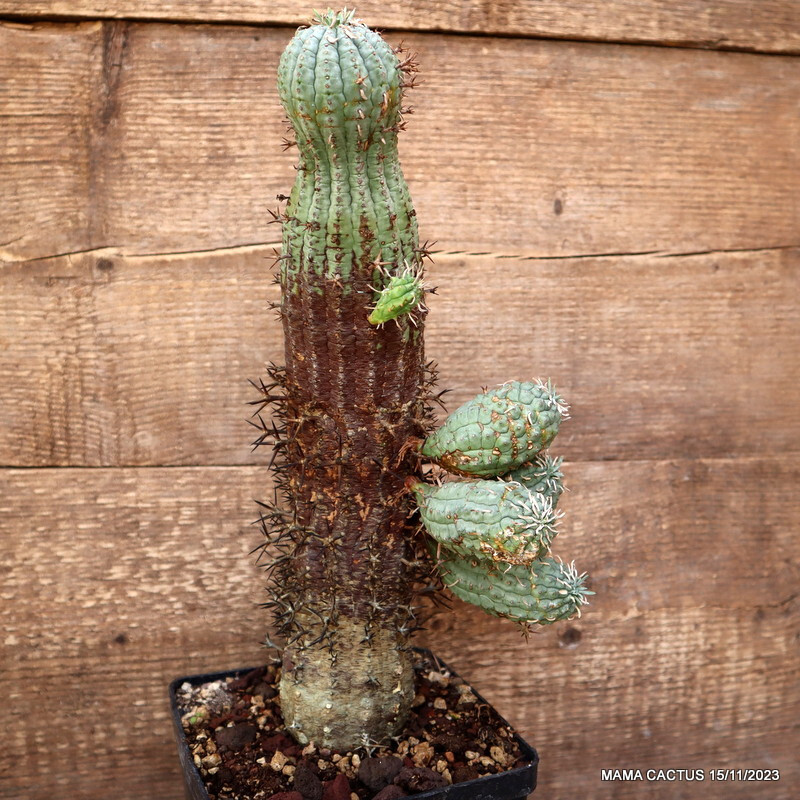 D2673 EUPHORBIA STELLISPINA OLD pot14-H33-W15 cm MaMa Cactus