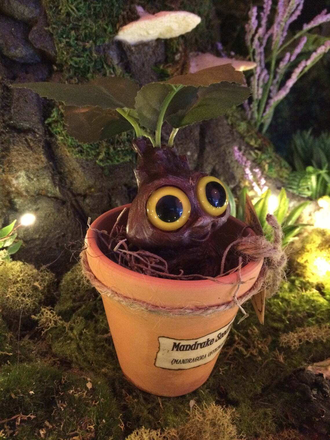 Mandrake Plant Seedling – Adorable Magical Root In A Small Terracotta Pot