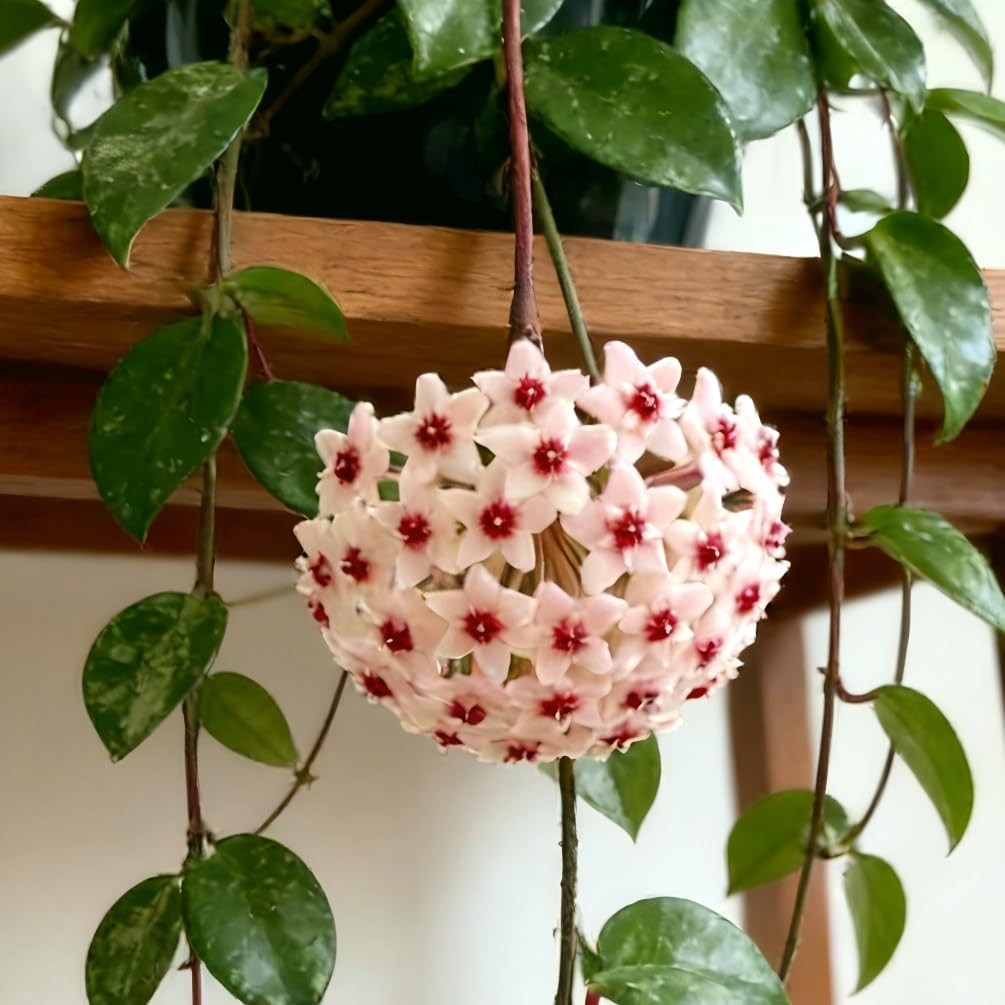 300+ Mixed Hoya Seeds for Planting, Wax Plant Fragrant Trailing Perennial, Non-G