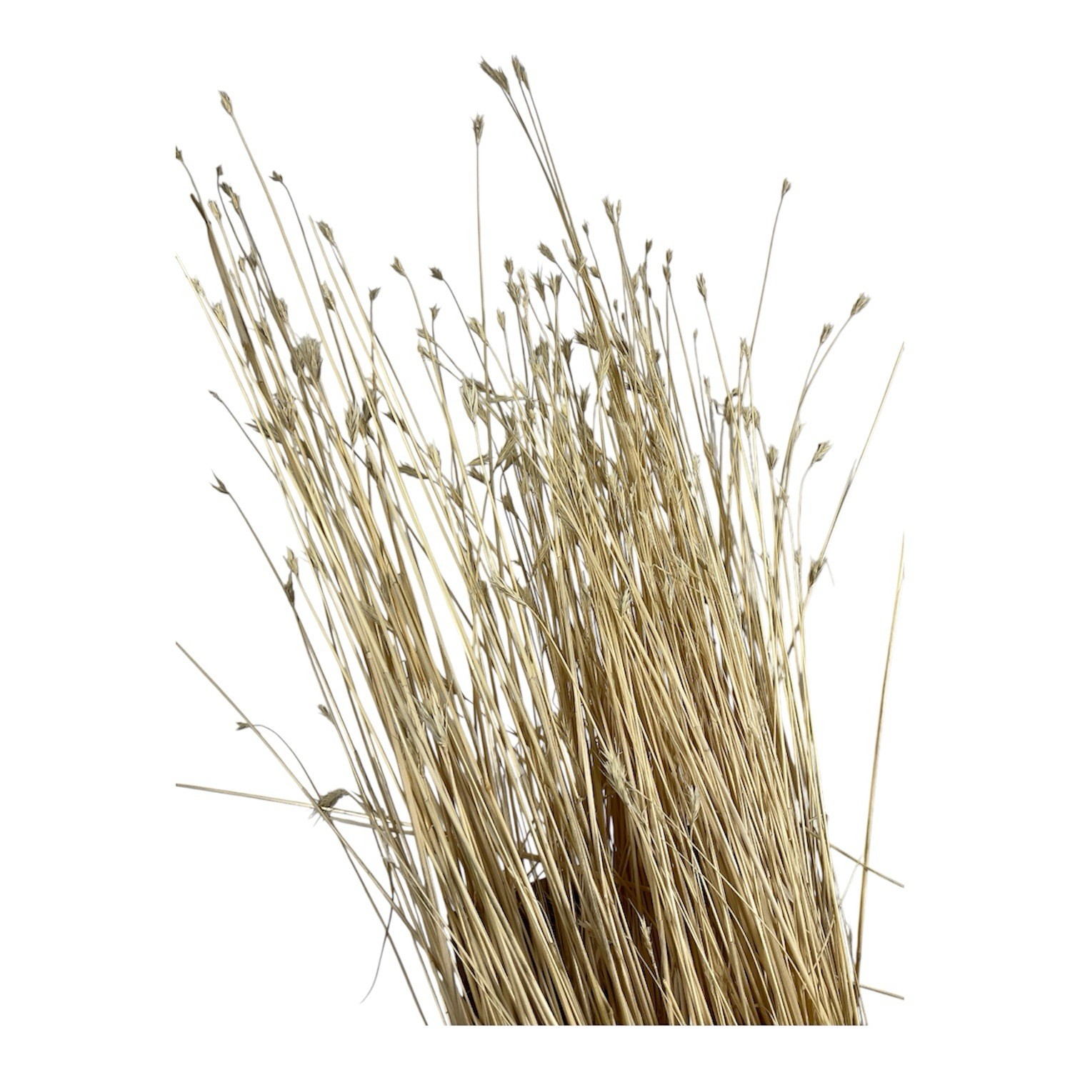 Dried Foxtail Grass Bundle: Rustic Floral Arrangement Supply in Natural Color