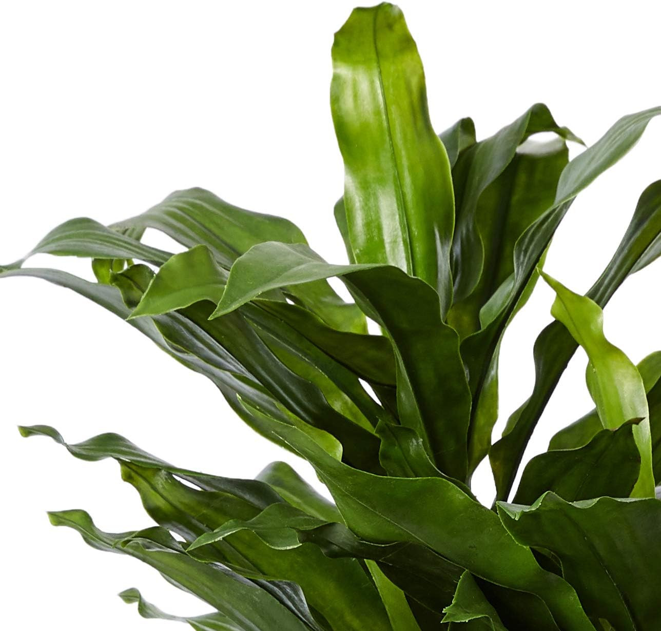 Vibrant 5Ft. UV Resistant Dracaena Plant for Indoor/Outdoor Decor