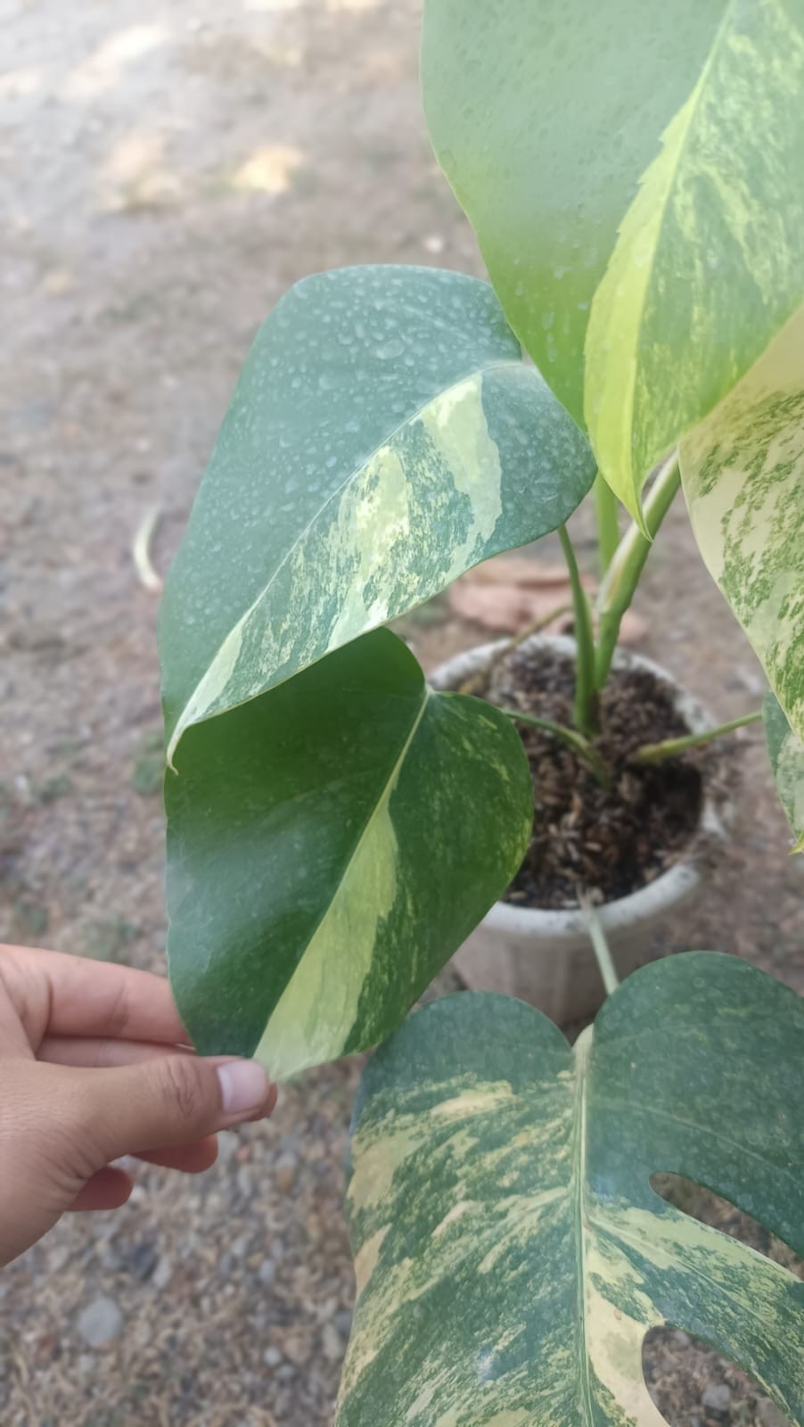 Real Picture Monstera Marmorata Tricolor Variegated 6 Leaves Medium Size