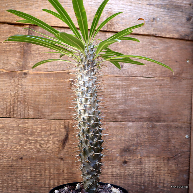 D3117 PACHYPODIUM LAMEREII pot14-H29-W5 cm MaMa Cactus