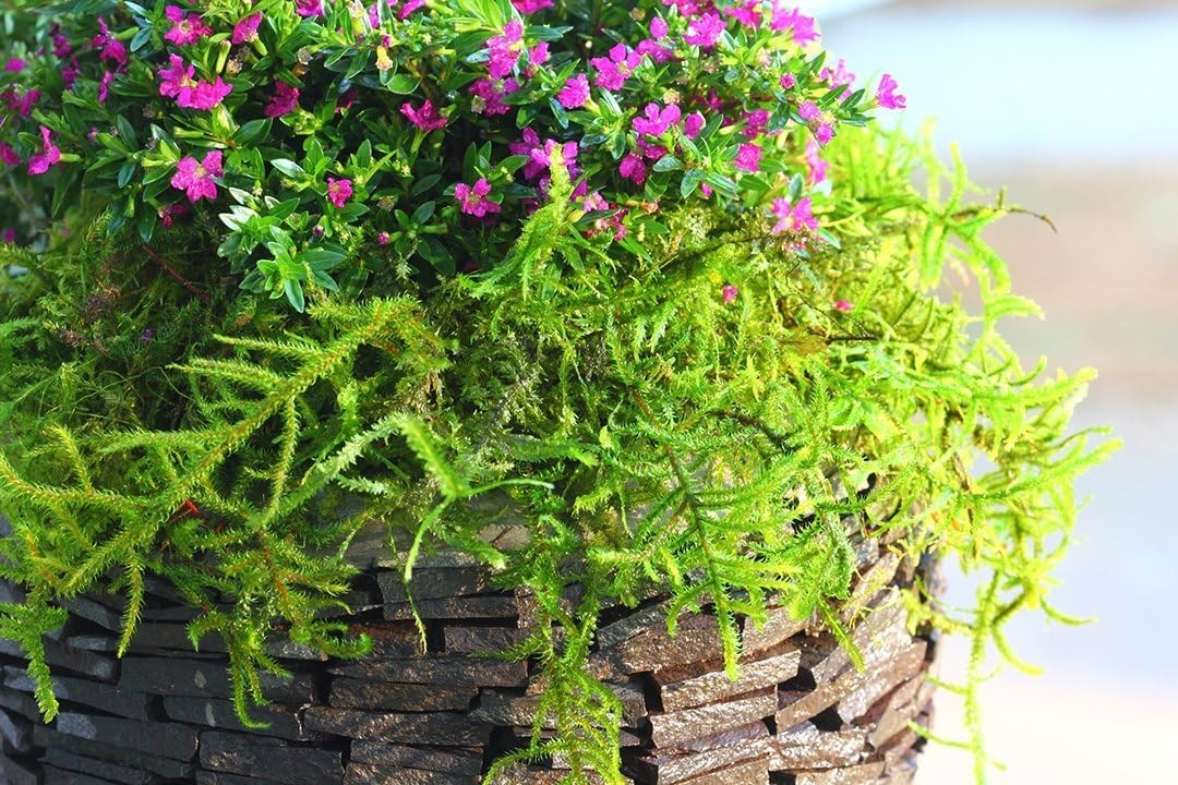 Vibrant Green Preserved Moss 10 Lb – Natural Elegance, Long-Lasting Garden Decor