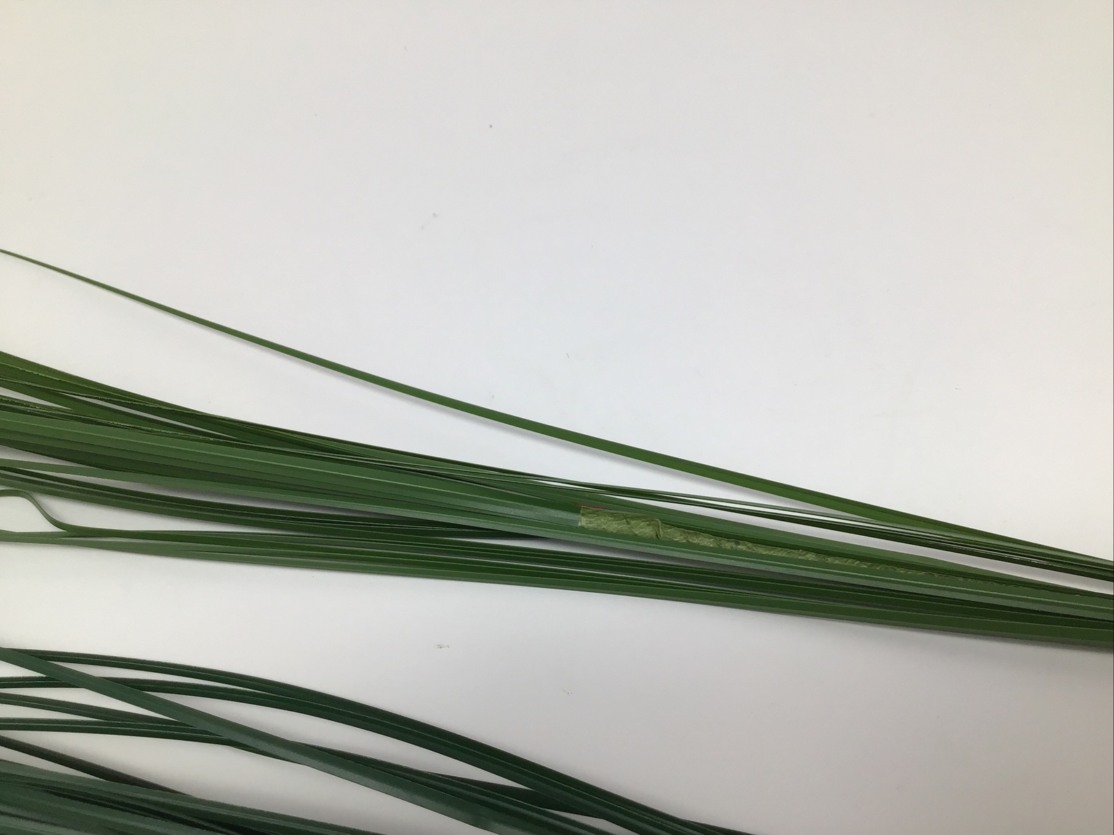 Onion Grass Floral Pick Green 27” Arrangement Basket Filler 2 Picks NOS