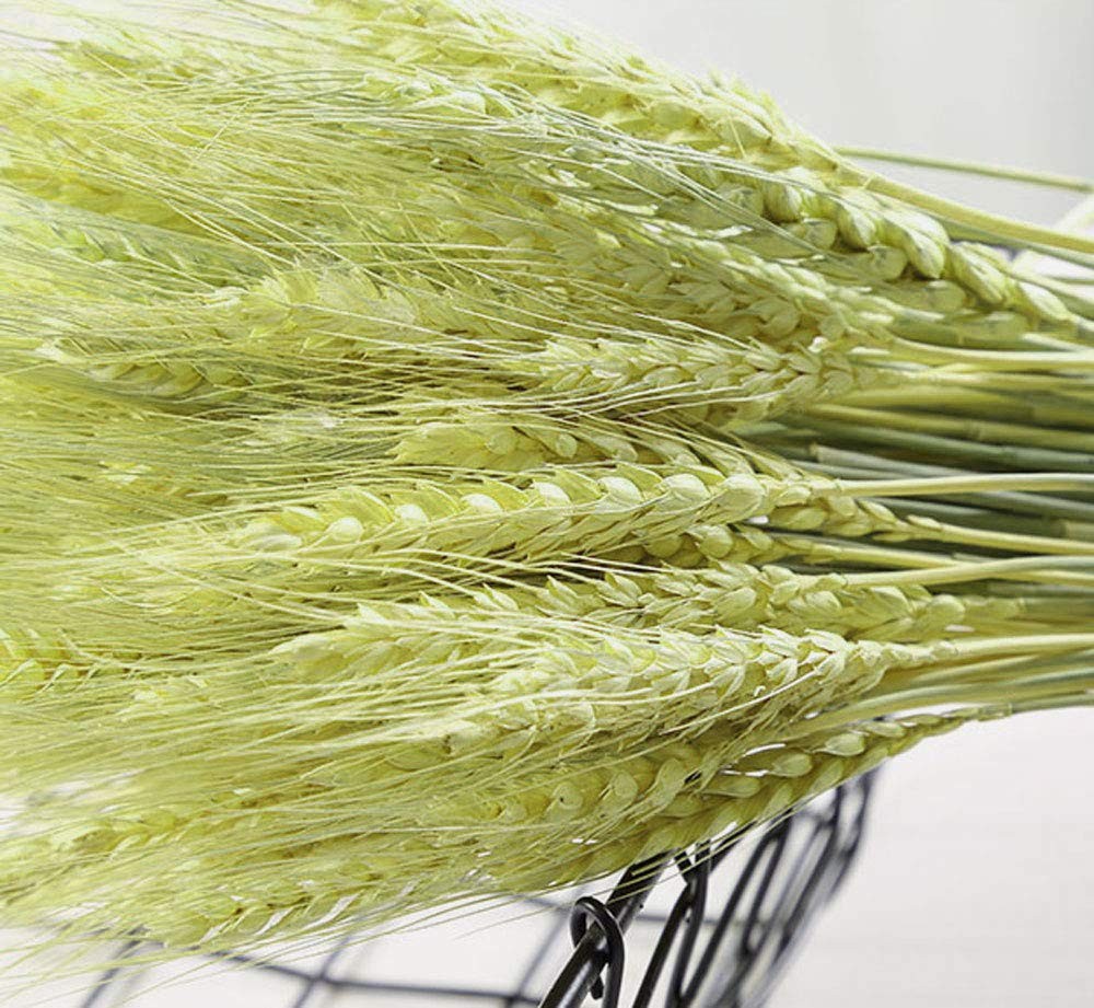 100 Stems Dried Wheat Stalks Natural Wheat Bundle for Home Decor DIY Crafts