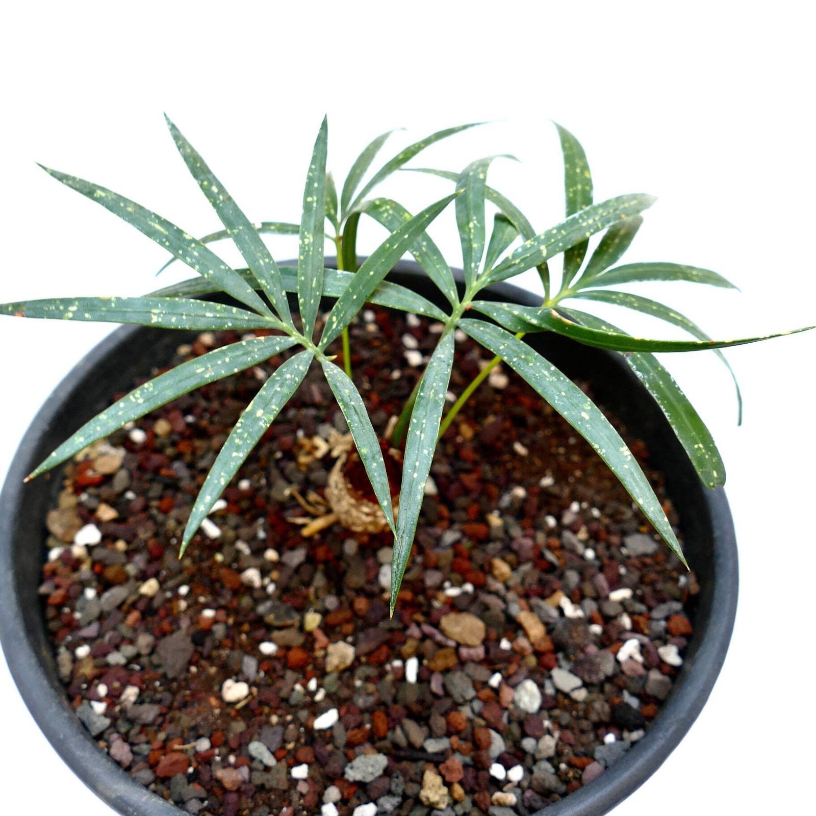 Cycas chevalieri ‘Dak Rong, Vietnam’ CA88 – Chevalier’s cycad | Chevalier’s sago